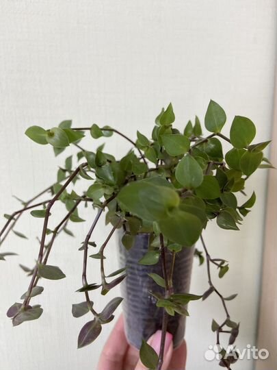 Каллизия мелколистная традесканция