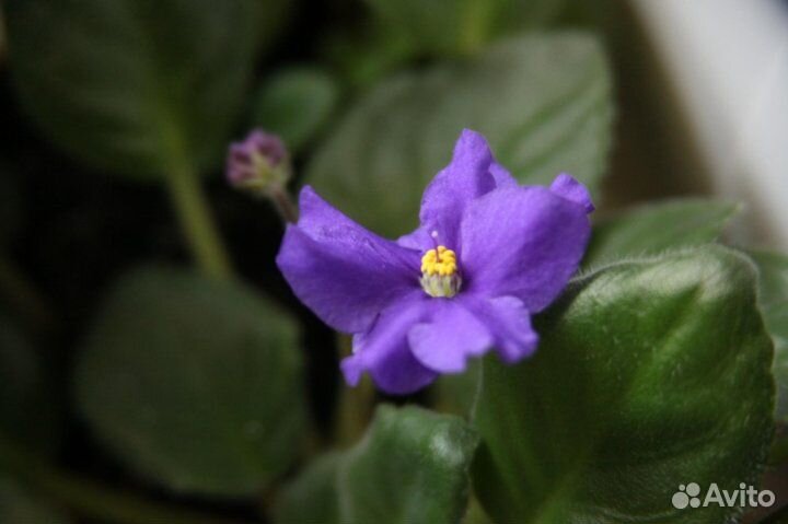 Фиалка укорененный лист с деткой