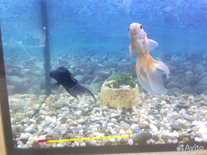 Аквариум с рыбками