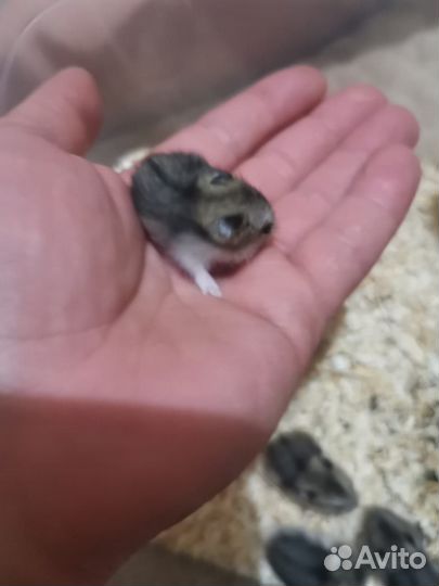 Джунгарский хомяк