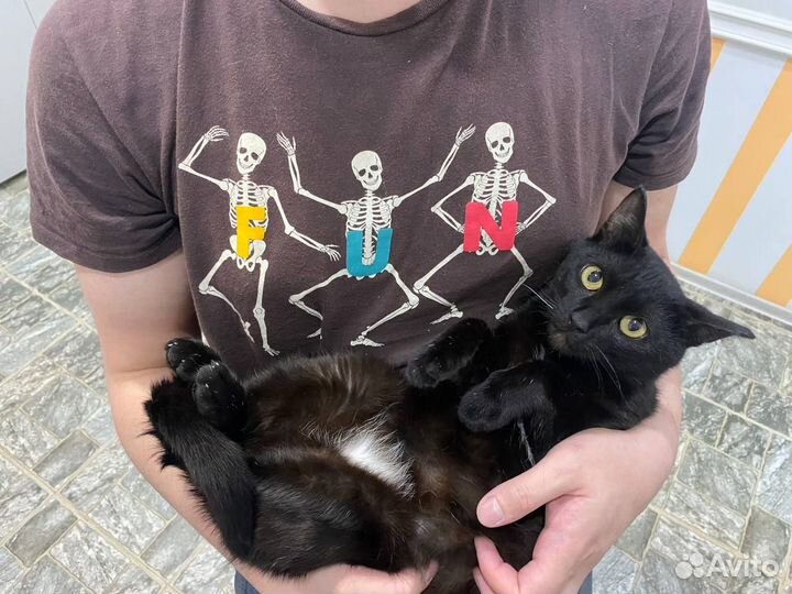 Молодой кот 1 год