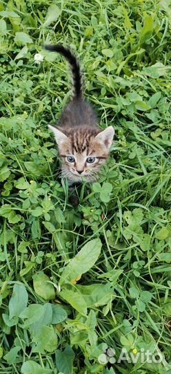 Котята в хорошие руки