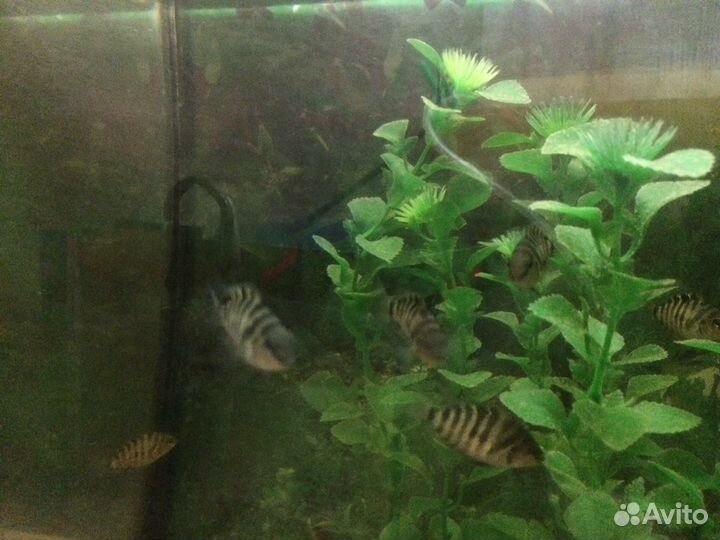 Цихлазома, чернополосая