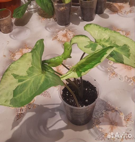 Сингониумы сортовые