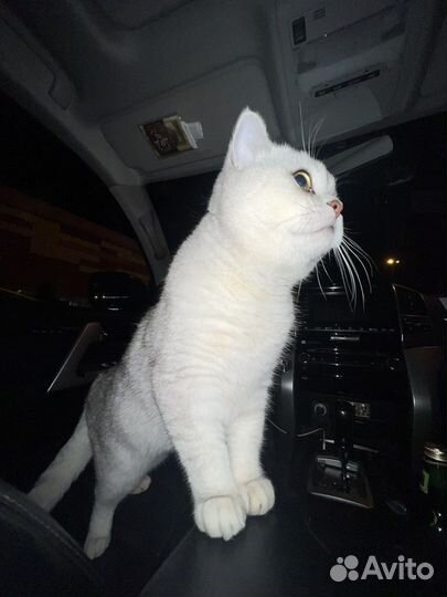 Британская кошка