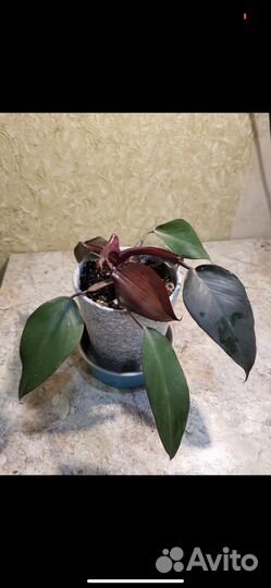 Сортовые филодендроны