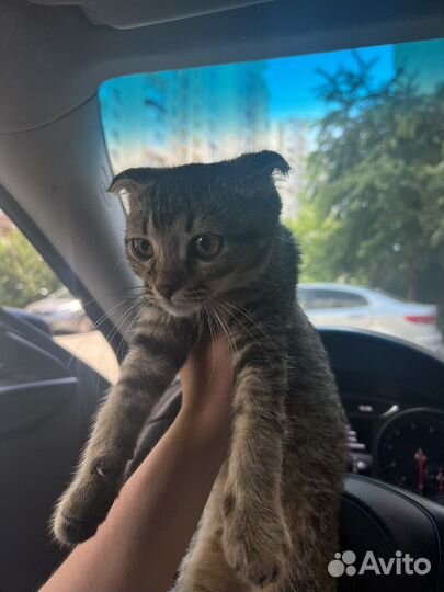 Шотландская в добрые руки котенок