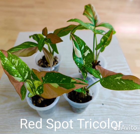 Сингониумы