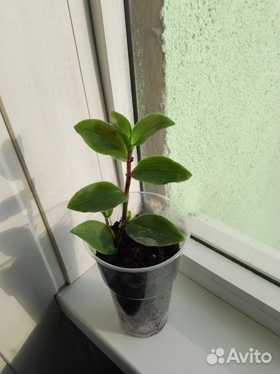 Традесканция нанук