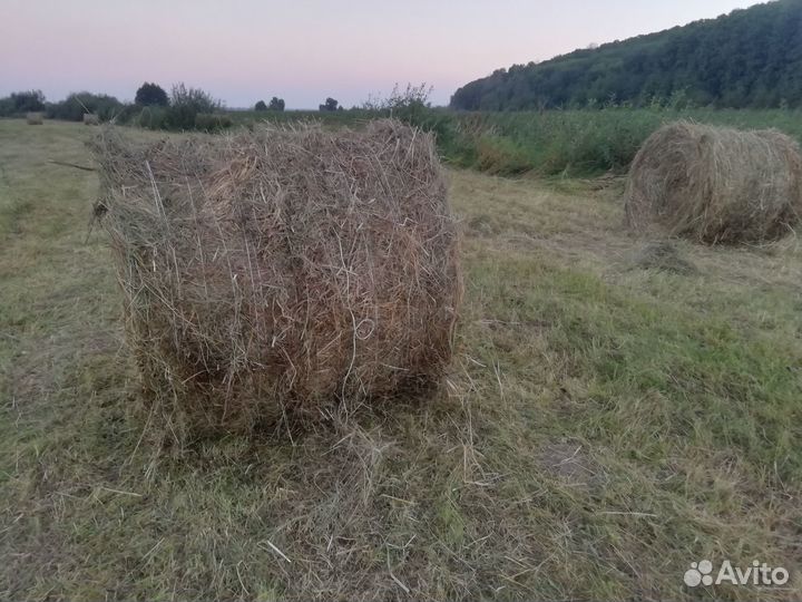 Сено в рулонах