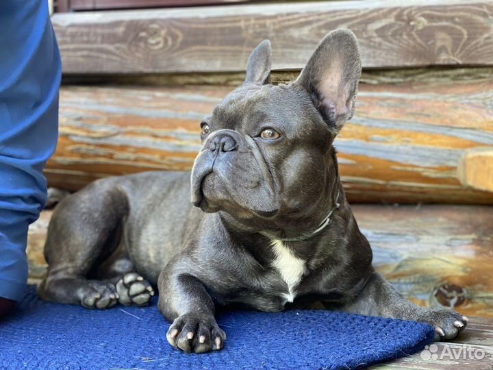 Вязка Французский бульдог