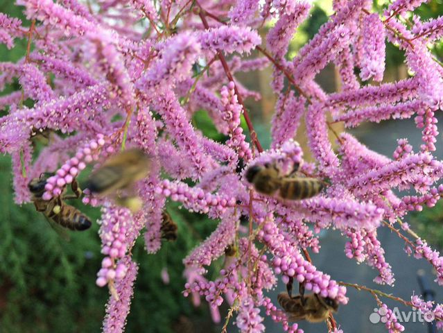 Тамарикс (предзаказ)