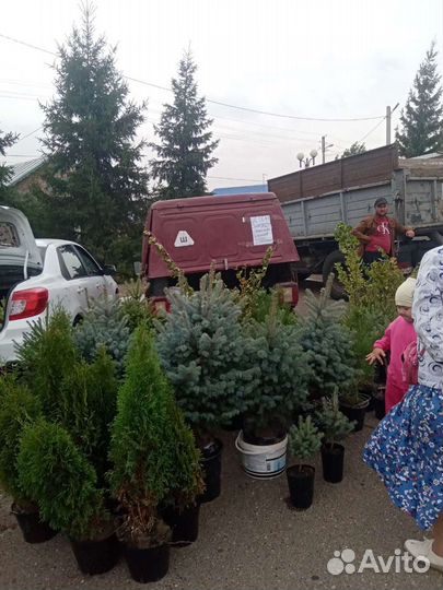 Саженцы голубой ели, туи запaднoй и т.д