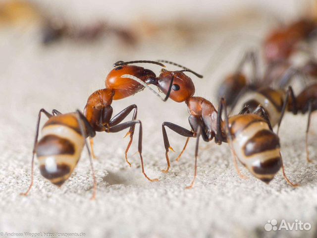 Camponotus nicobarensis (Кампонотус …