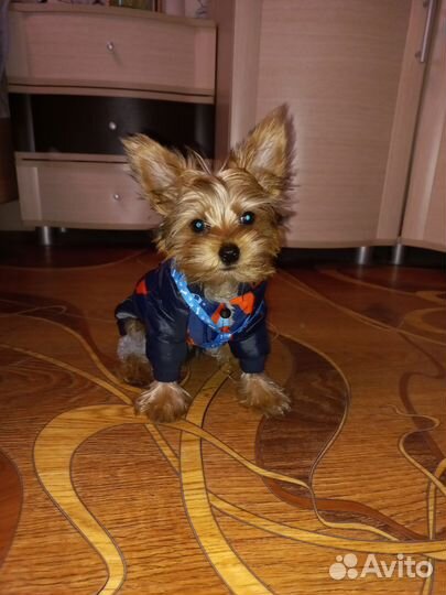 Комбинезон для маленькой собаки