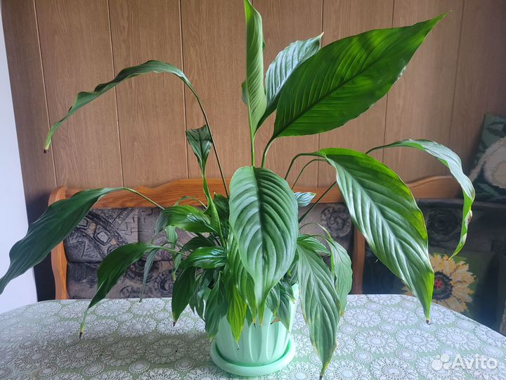 Комнатные цветы