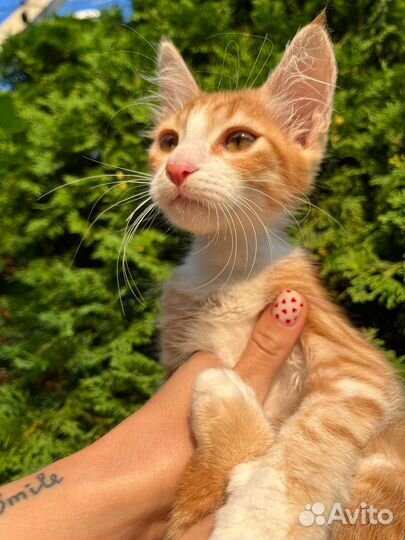 Рыжий лучик