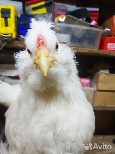 Петушки с геном голубого яйца