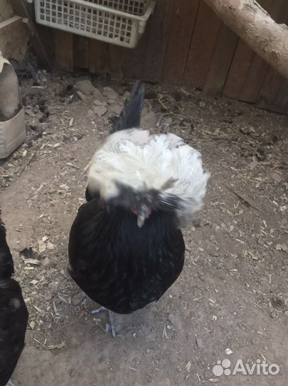 Падуан голландские белохохлые павловские