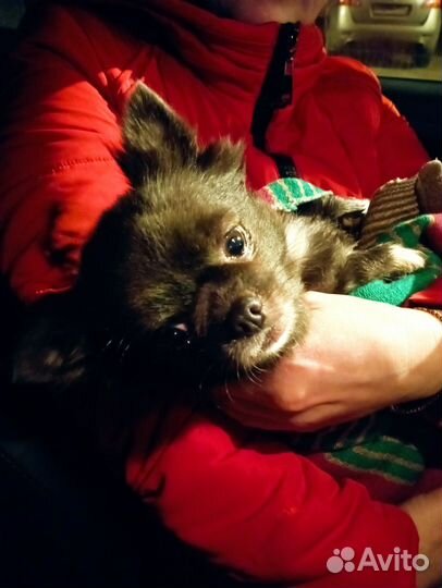 Найдена собака