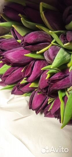 Тюльпаны букеты, поштучно