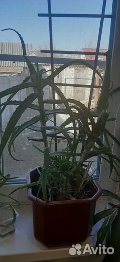 Алоэ столетник