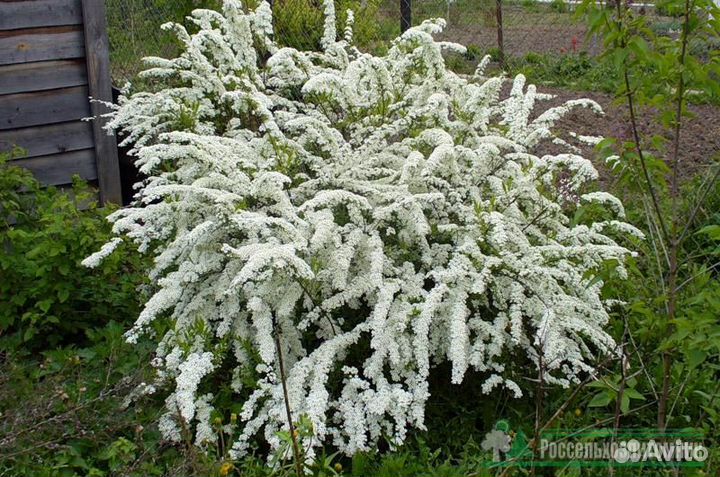 Спирея грифшейм Р9