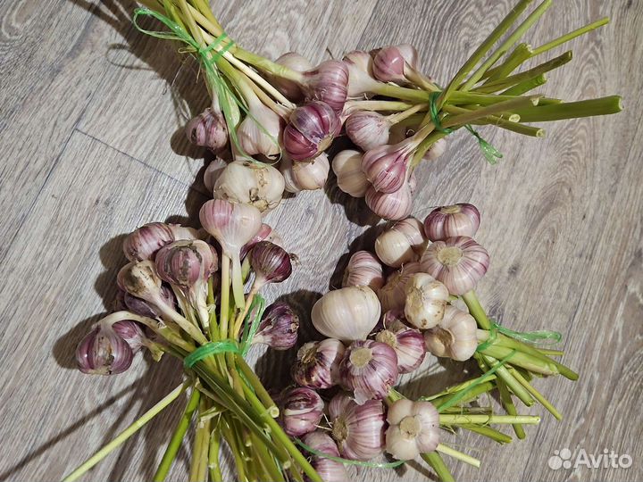 Озимый чеснок