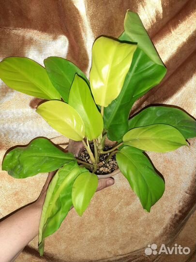 Филодендроны: Меланохризум, Круентум и др