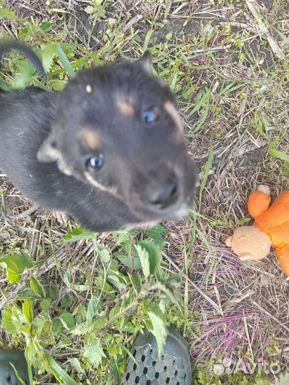 Щенки от хаски