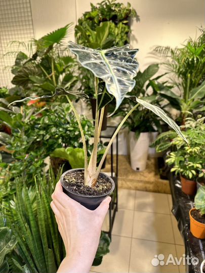 Алоказия дварф амазоника