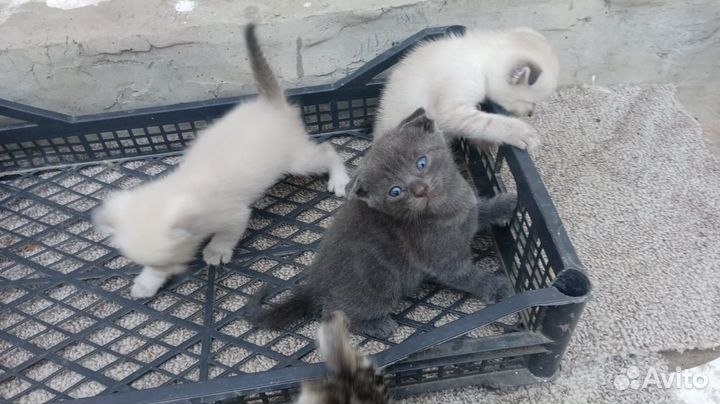 Отдам котят в добрые руки