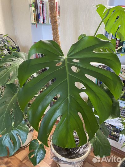 Монстера (укорененные отростки)