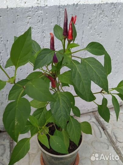 Декоративный перец домашний острый