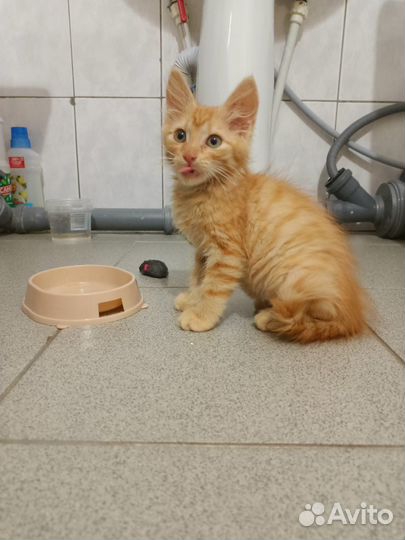 Рыжий котенок в добрые руки