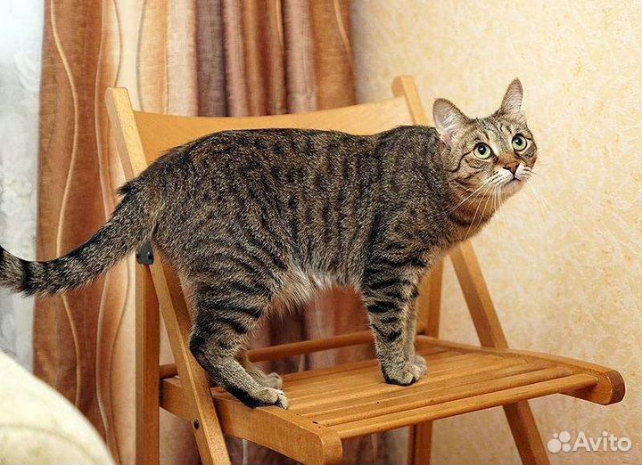 Кошка Маруся