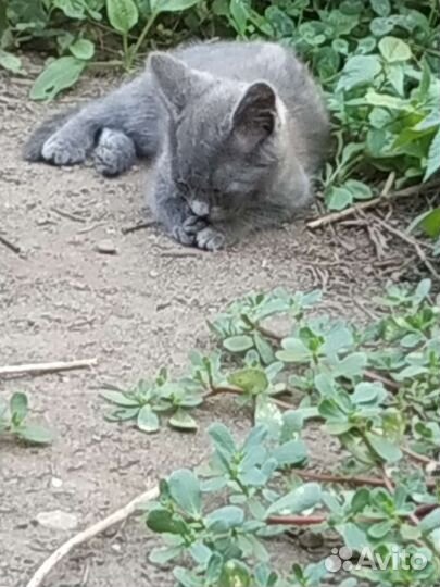 Отдам в добрые руки котят