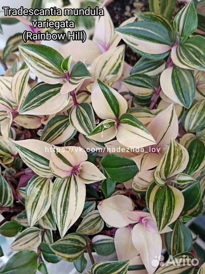 Традесканции сортовые, более 70 сортов