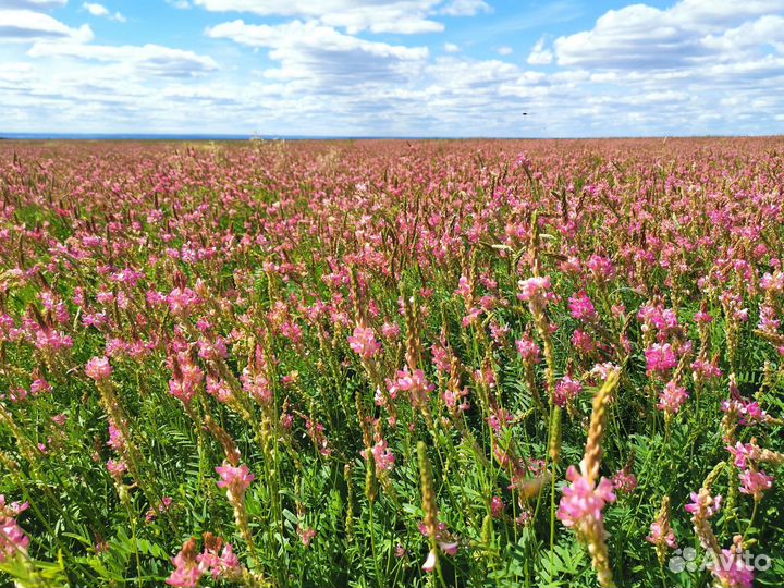 Семена эспарцета Сорта: флогистон
