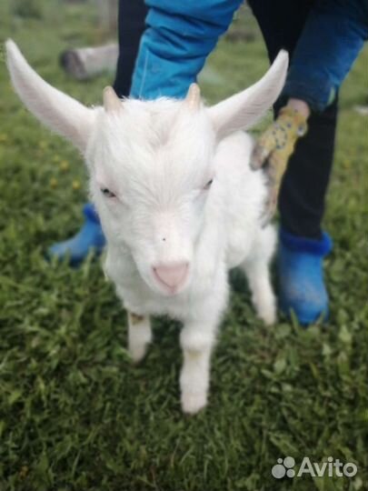 Зааненские козы