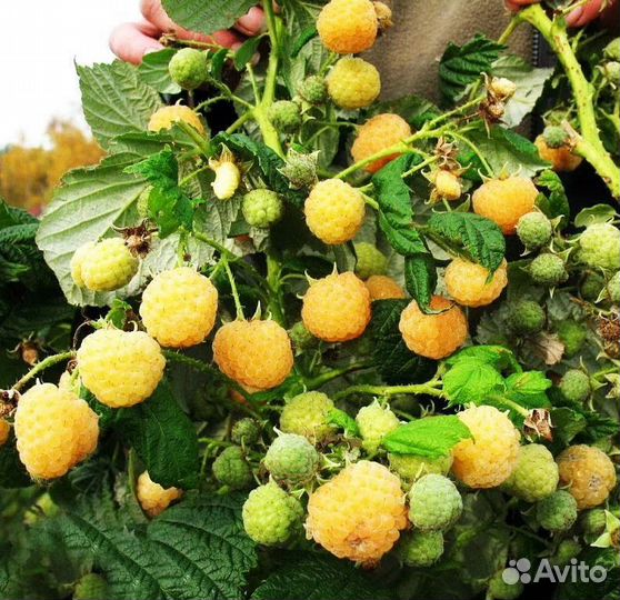 Саженцы желтой малины