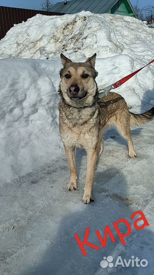 Собака в добрые руки