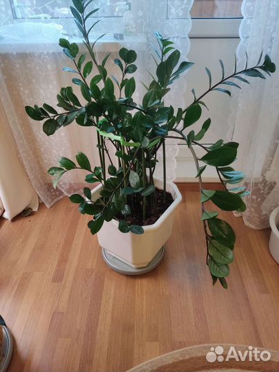 Замиокулькас