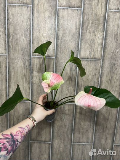 Антуриум Амалия Элегантная