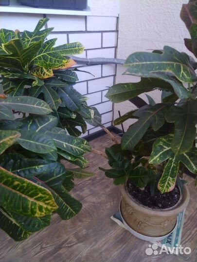 Кодиеум кротон