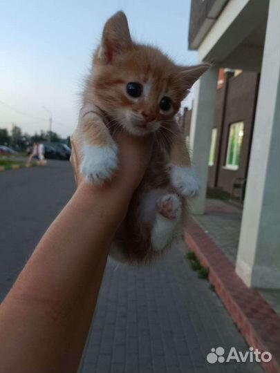 Три рыжих котёнка мальчика в добрые руки