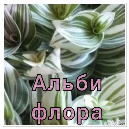 Традесканция