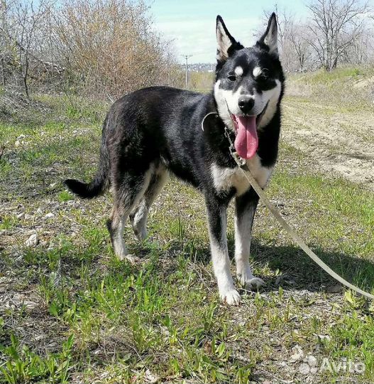 Собака Патрик