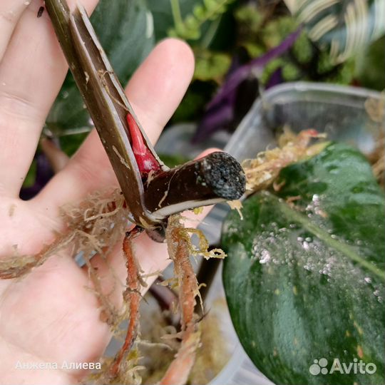 Филодендроны, монстеры