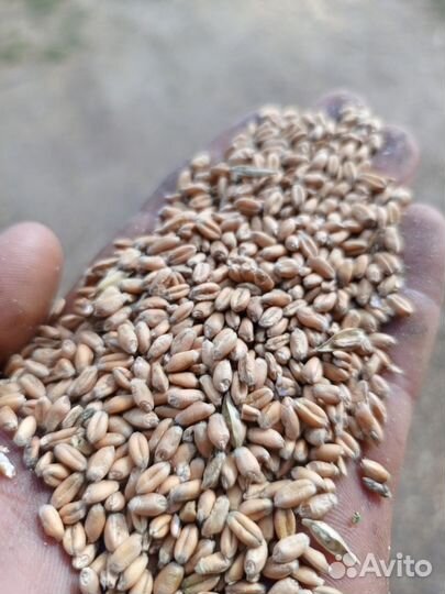 Продам пшеницу озимую